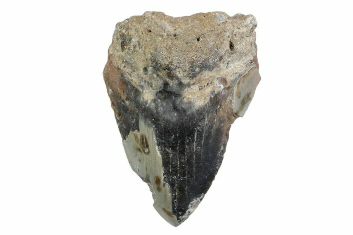 Partial, Fossil Megalodon Tooth - North Carolina #370230